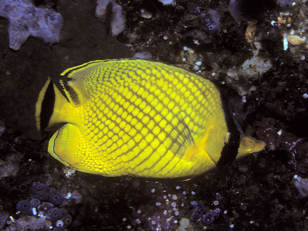 Chaetodon rafflesi (Pesce farfalla gommato)